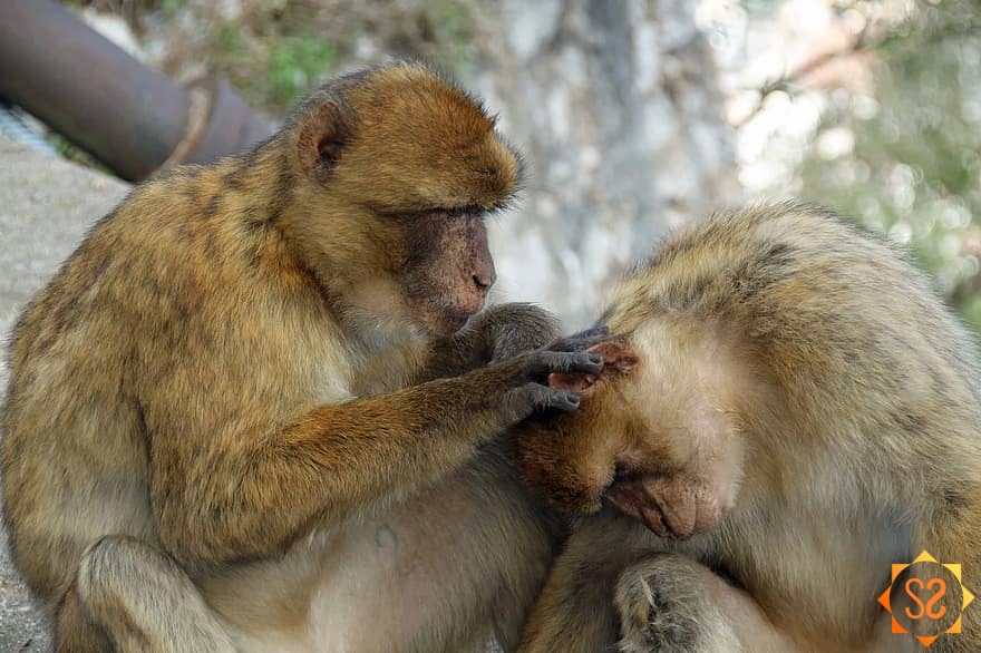 One barbary macaque grooming another