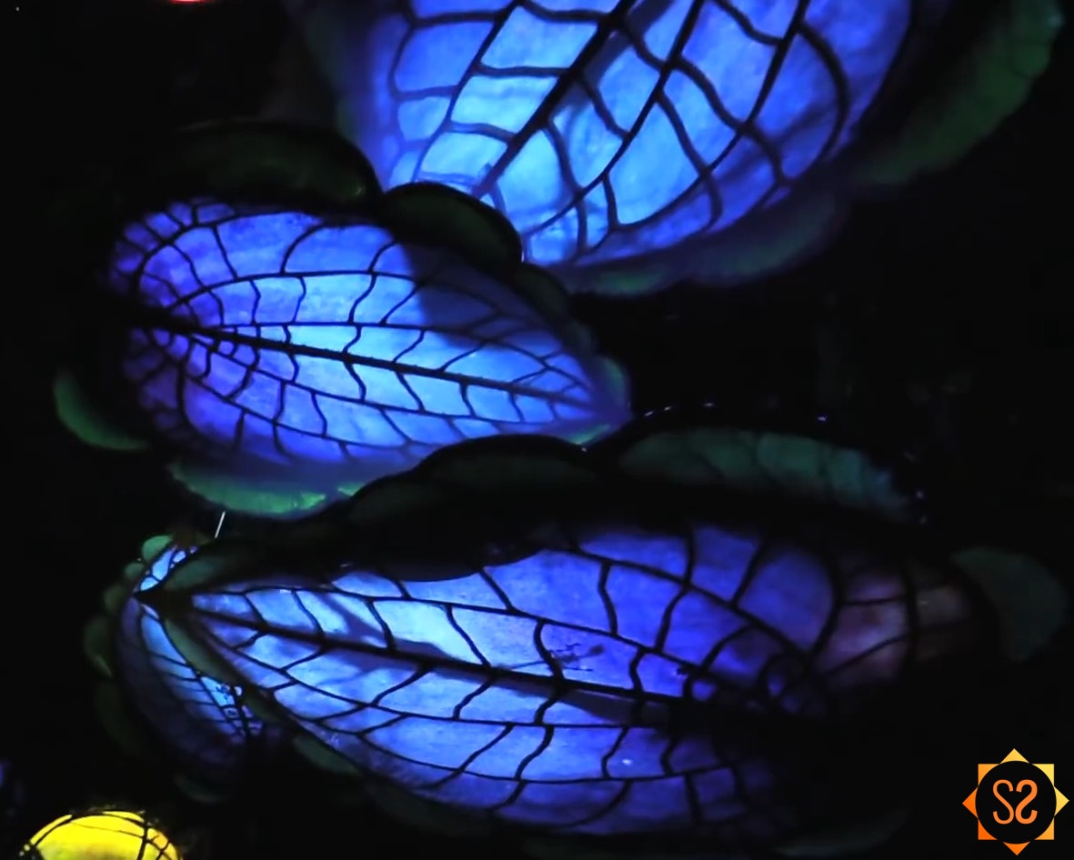 Three glowing lily pads on the Na'vi River Journey ride at Walt Disney World